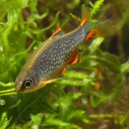 Celestial Pearl Danio, photo 7