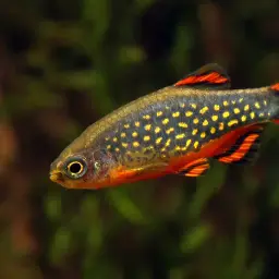 Celestial Pearl Danio, photo 8