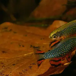 Celestial Pearl Danio, photo 9