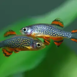Celestial Pearl Danio, photo 10