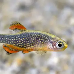 Celestial Pearl Danio, photo 11