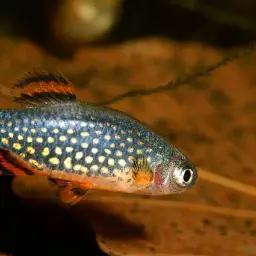 Celestial Pearl Danio, photo 12
