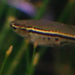Dwarf Spotted Danio