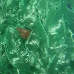 Dwarf Spotted Danio, photo 5