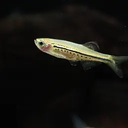 Dwarf Spotted Danio, photo 6