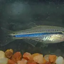 Dwarf Spotted Danio, photo 7