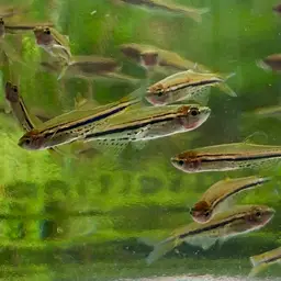 Dwarf Spotted Danio, photo 8
