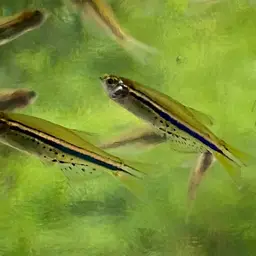 Dwarf Spotted Danio, photo 9