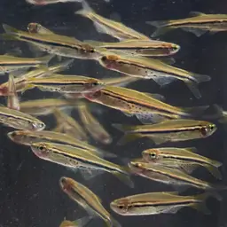 Dwarf Spotted Danio, photo 10