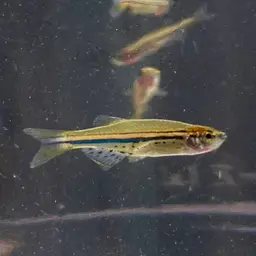 Dwarf Spotted Danio, photo 11