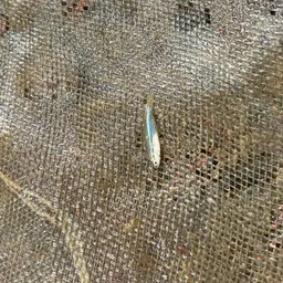 Dwarf Spotted Danio, photo 12