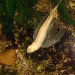 Zebra Danio, photo 9