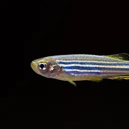 Zebra Danio