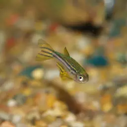 Zebra Danio, photo 2