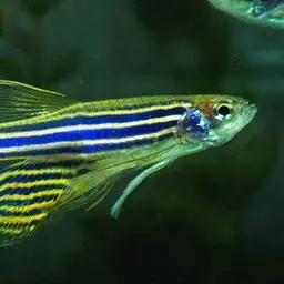 Zebra Danio, photo 3