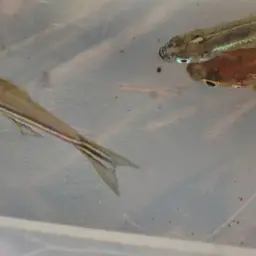 Zebra Danio, photo 5