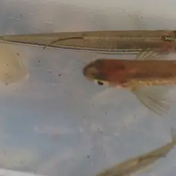 Zebra Danio, photo 6