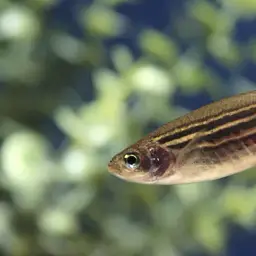 Zebra Danio, photo 10