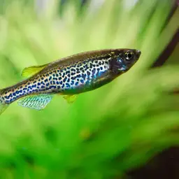 Zebra Danio, photo 11