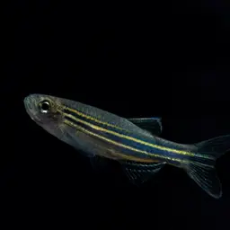 Zebra Danio, photo 7