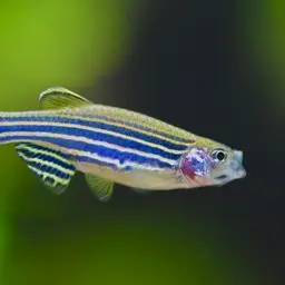 Zebra Danio, photo 8