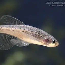 Zebra Danio, photo 12