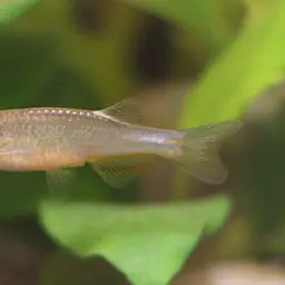 Rosy Danio
