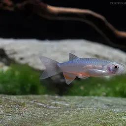Rosy Danio, photo 3