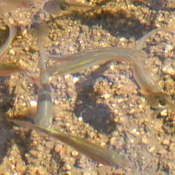 Rosy Danio, photo 6