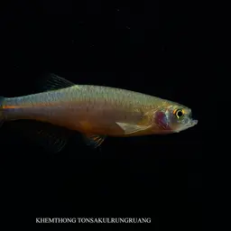 Rosy Danio, photo 7