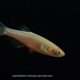 Rosy Danio, photo 8