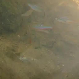 Rosy Danio, photo 9