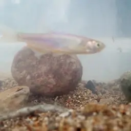 Rosy Danio, photo 10