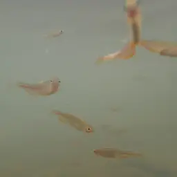 Rosy Danio, photo 11