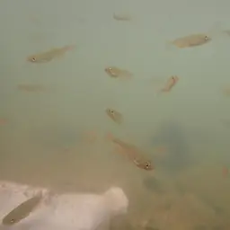 Rosy Danio, photo 12
