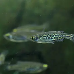 Fire Ring Danio