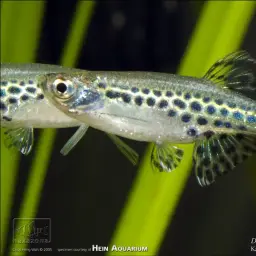 Fire Ring Danio, photo 2