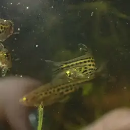 Fire Ring Danio, photo 8
