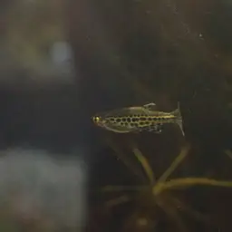 Fire Ring Danio, photo 9