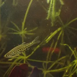Fire Ring Danio, photo 10
