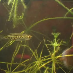 Fire Ring Danio, photo 11
