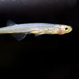 Micro Glassfish, photo 1