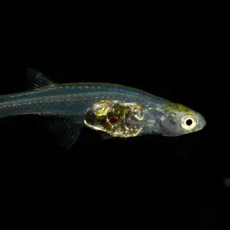 Micro Glassfish, photo 2