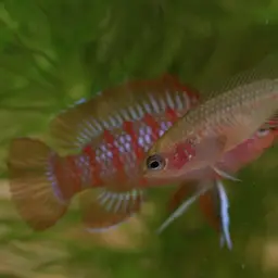 Scarlet Badis, photo 1