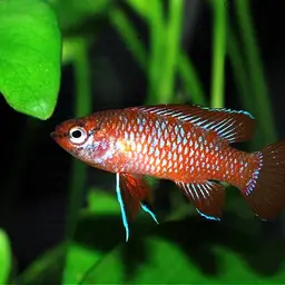 Scarlet Badis, photo 2