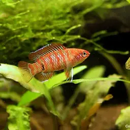 Scarlet Badis, photo 3
