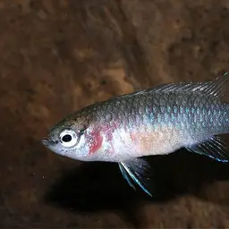 Scarlet Badis, photo 4
