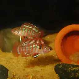 Scarlet Badis, photo 5