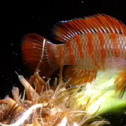 Scarlet Badis, photo 6