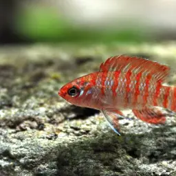 Scarlet Badis, photo 7